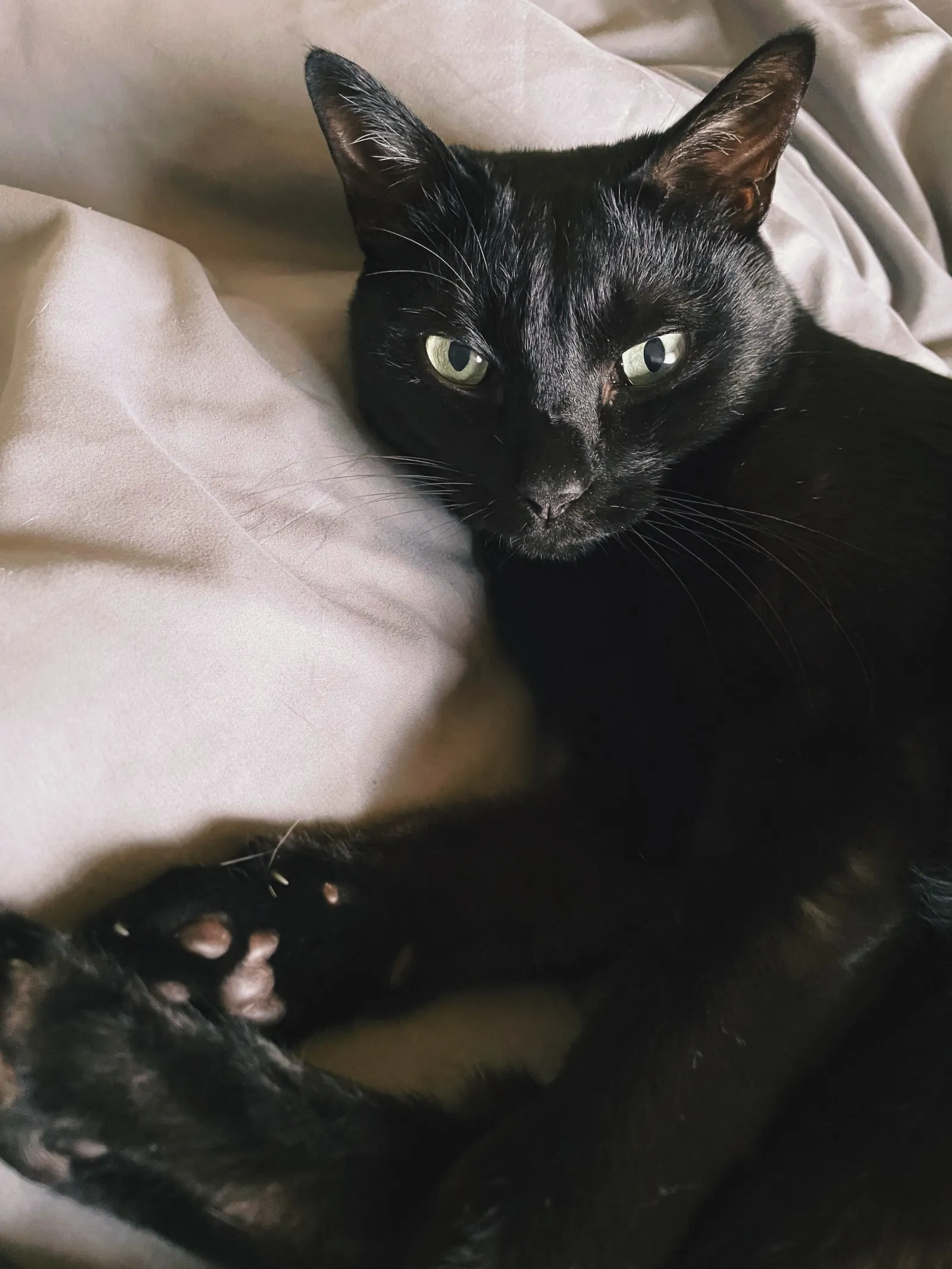 布団でくつろぐ黒猫