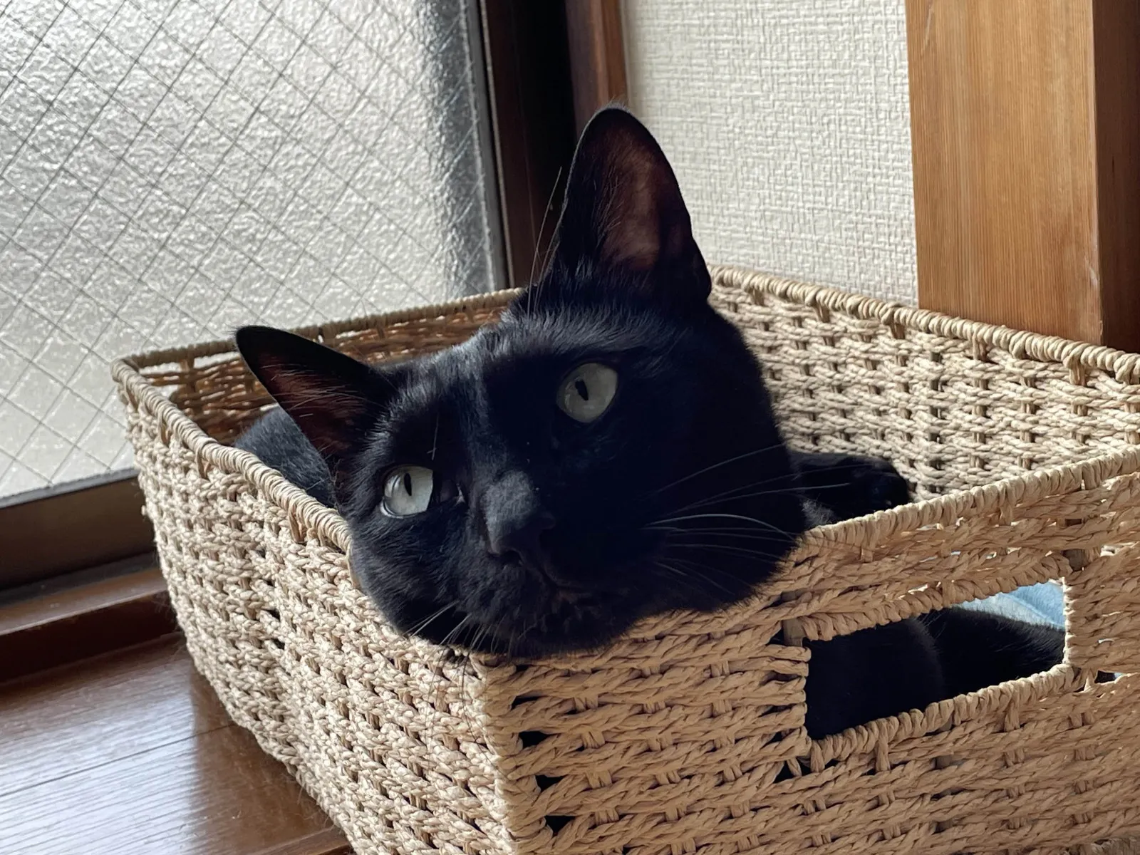 かごに入った黒猫
